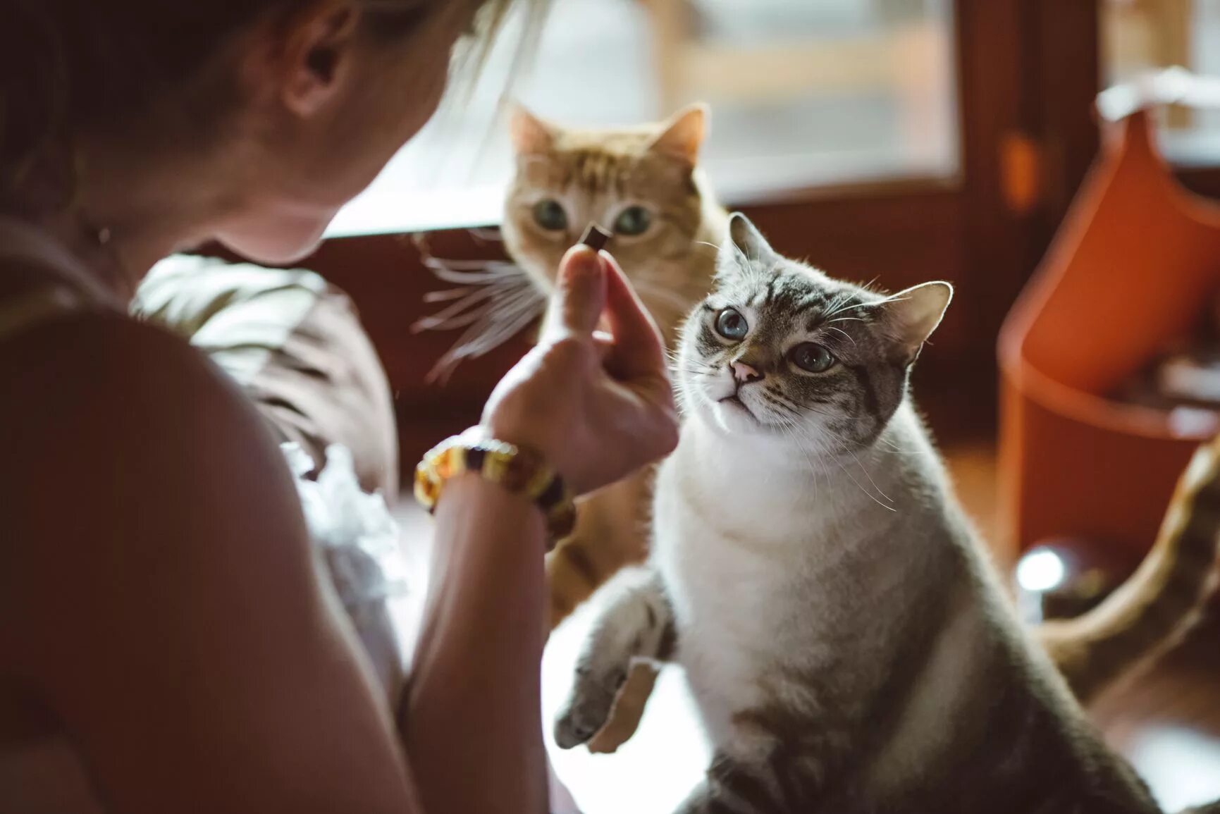 Накладывают корм. Женщина кормит кота. Человек ест из миски. Женщины вскармливают животных. Девушка кормит кошку.
