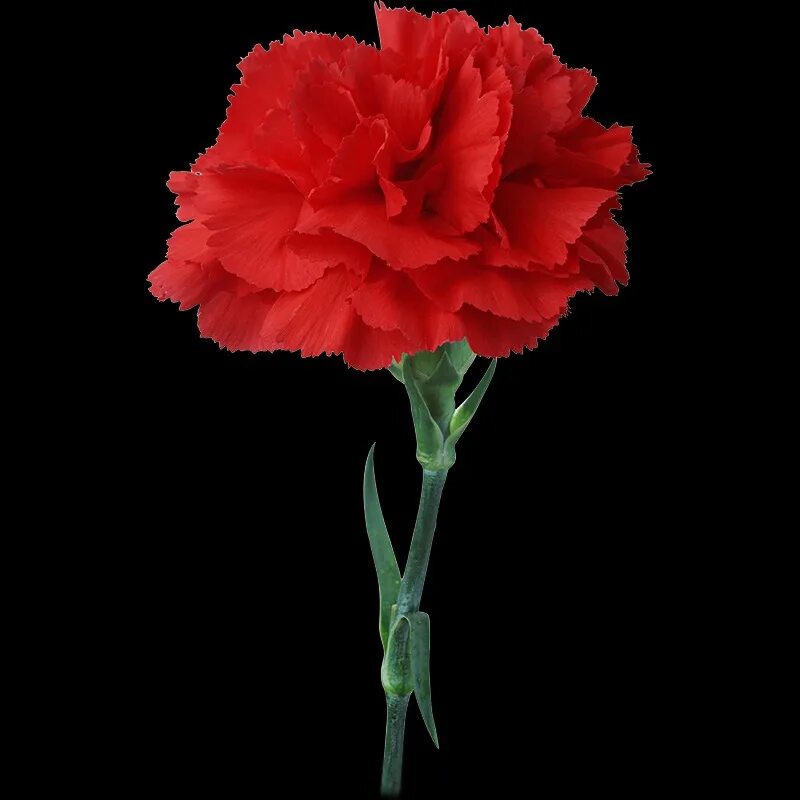 Гвоздик рост. Dianthus Red гвоздика. Гвоздика Дон Педро. Гвоздика "красная Селект" Антонела. Гвоздика Клеарвотер.