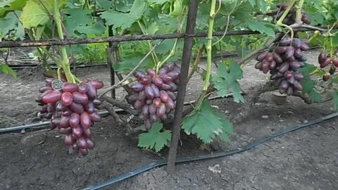 Виноград барин