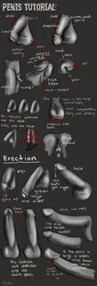 Drawing Penis.