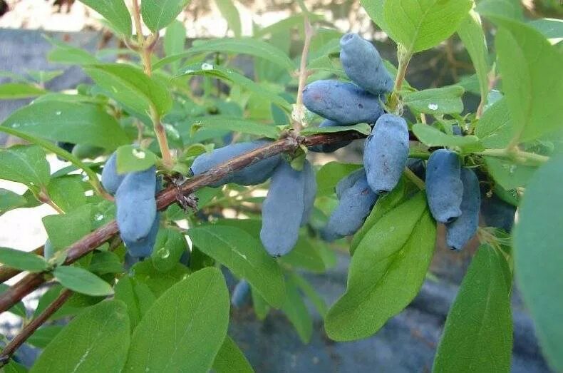 Жимолость съедобная лазурная. Жимолость съедобная волхова. Жимолость волхова. Жимолость волхова. Саженцы жимолость волхова.