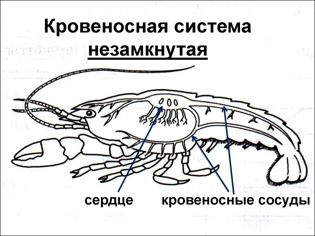 Кровеносная система ракообразных 7 класс. Кровеносная система ракообразных 7 класс биология. Кровеносная система ракообразных схема. Схема строения кровеносной системы членистоногих. Каким органом дышит речной рак