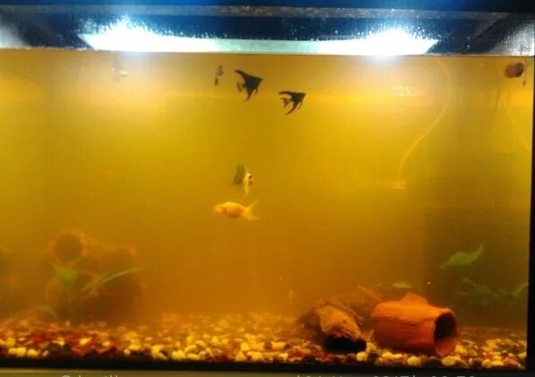 Желтая вода в аквариуме. Мутная вода в аквариуме. Мутнеет вода в аквариуме. Грязный аквариум. Грязная вода в аквариуме.