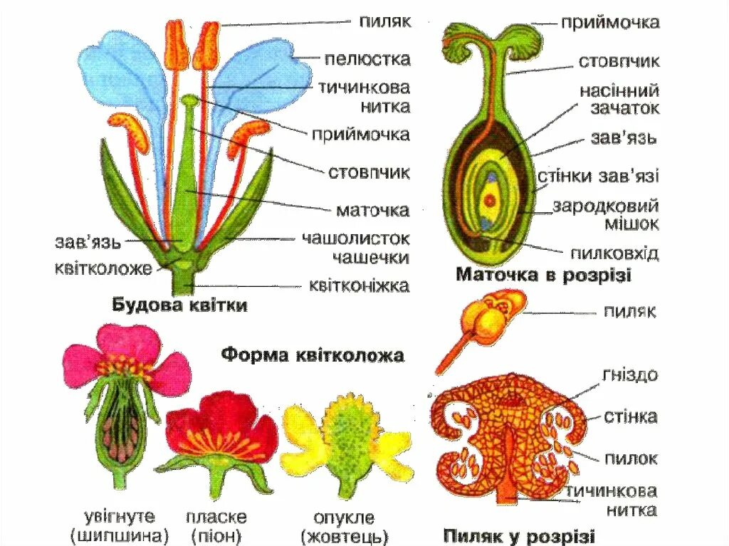 Какую функцию выполняет венчик у растений. Будова квітки. квіткові рослини. венчик у растений. будова квітки віночок.