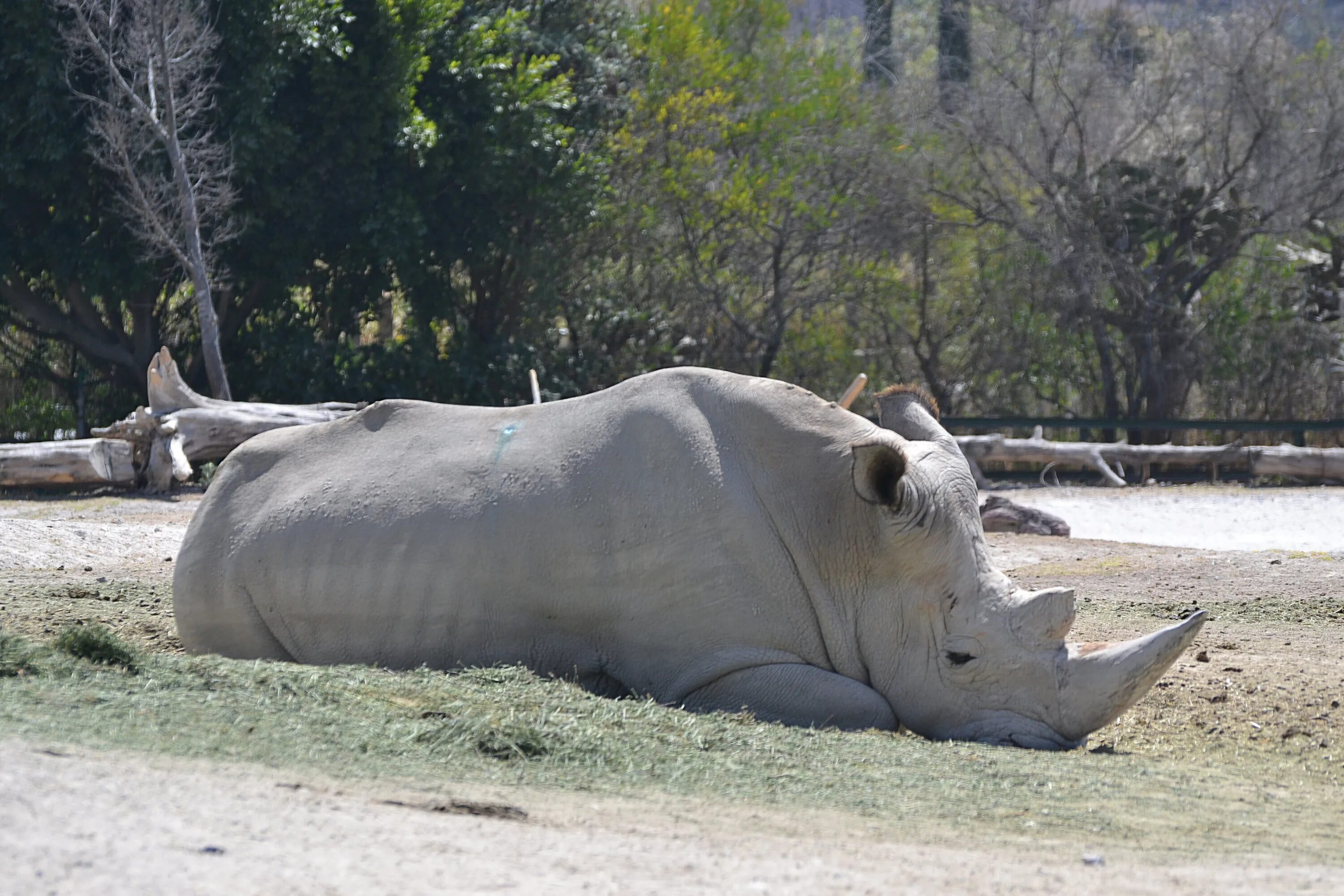Северный носорог вымер. Белый носорог. Северный белый носорог вымер. White Rhino 1997.