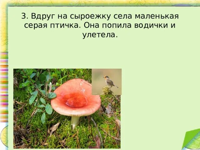 Сыроежка лексическое значение. Сыроежка лексическое значение