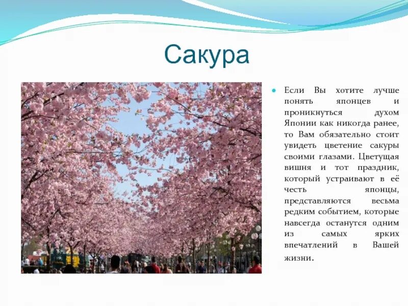 Сакура перевод. Праздник цветения Сакуры в Японии. Сакура доклад. Сакура символ Японии. Сообщение о Сакуре.