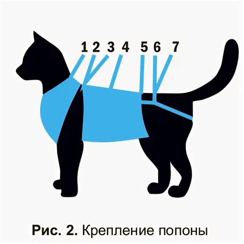 Как правильно одеть попону на кошку