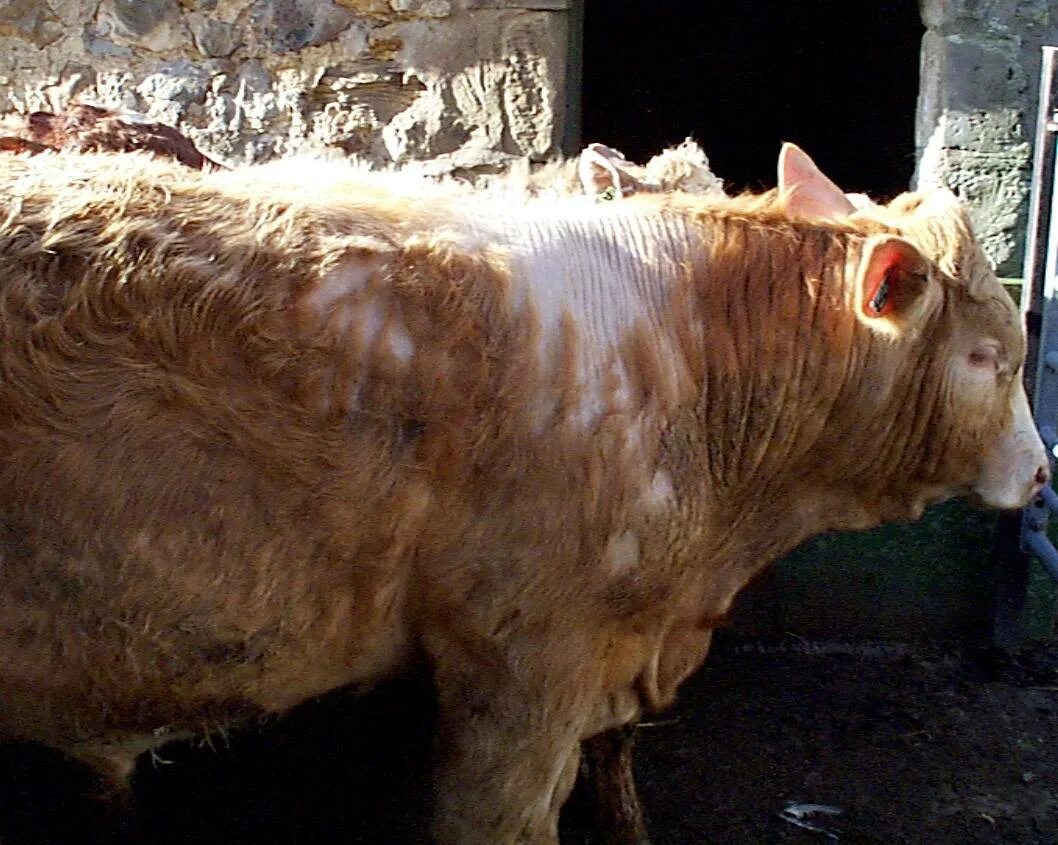 Авитаминоз у телят. Авитаминоз у телят. Рахит у молодняка животных. Колибактериоз молодняка крс. Авитаминоз у телят.
