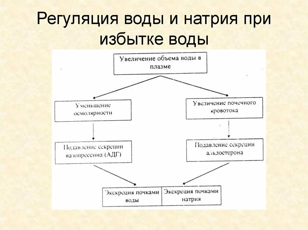 Регуляция воды в организме. Регуляция натрия в организме. Регуляция обмена натрия. Обмен воды в организме схема.