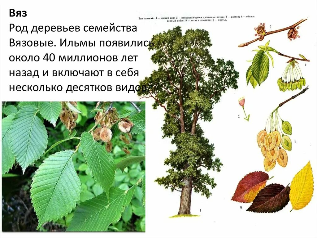 Карагач где. Ильм вяз дерево. Карагач дерево листья. Плод вяза карагача. Вяз Ильм карагач.