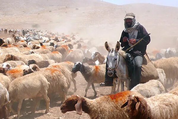 Кочевники в сахаре. Скотоводство в пустыне. Монгольский кочевой монголии. Кочевник на верблюде. Полукочевое скотоводство хакасы.