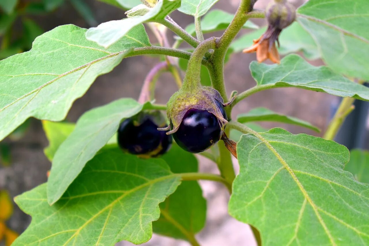 Баклажан это ягода или фрукт. Паслён баклажан. Aubergine Brinjal Eggplant. Баклажан на ветке. Баклажан куст.