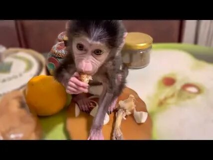Обезьяна люся тайган видео