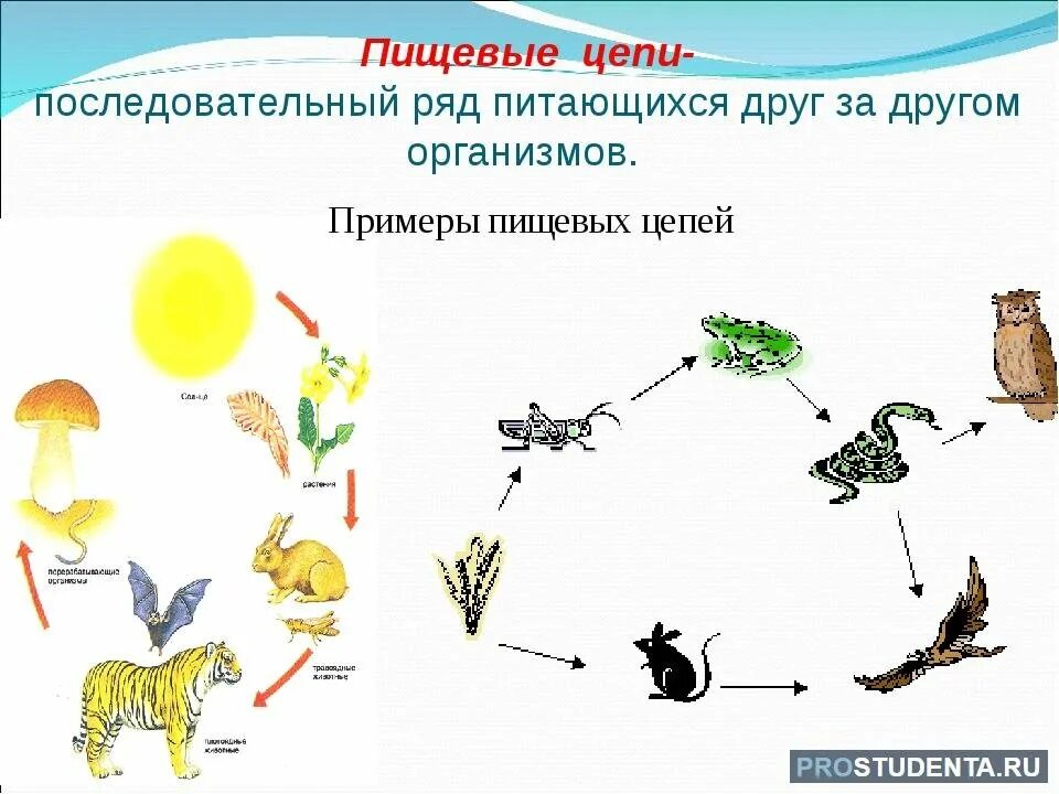 Цепь питания животных и растений. Цепь питания животных и растений. Цепь питания с куницей. Окружающий мир 3 кл цепи питания. Цепь питания животных и растений.