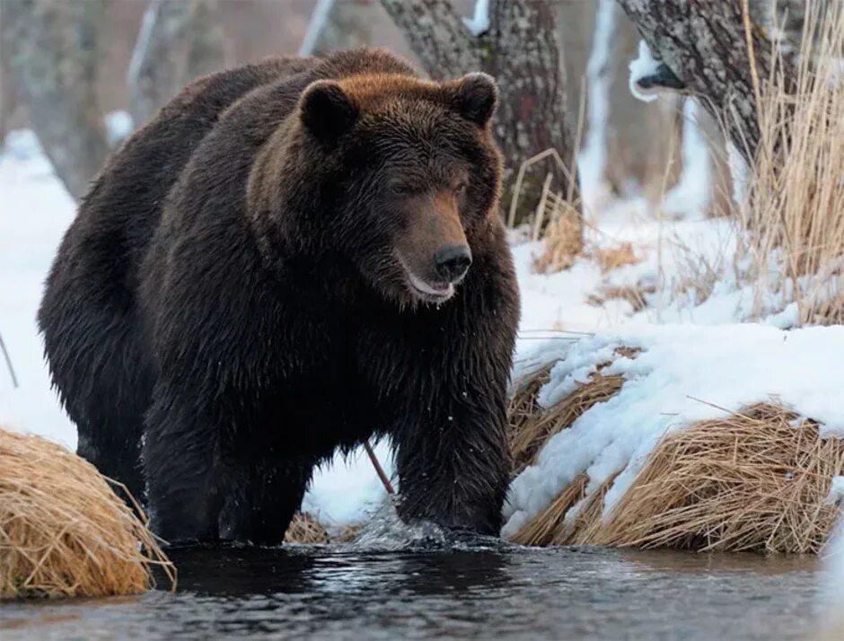 Медведь весной картинки. Медведь весной. Бурый медведь весной. Медведь ранней весной. Медведь весной в лесу.