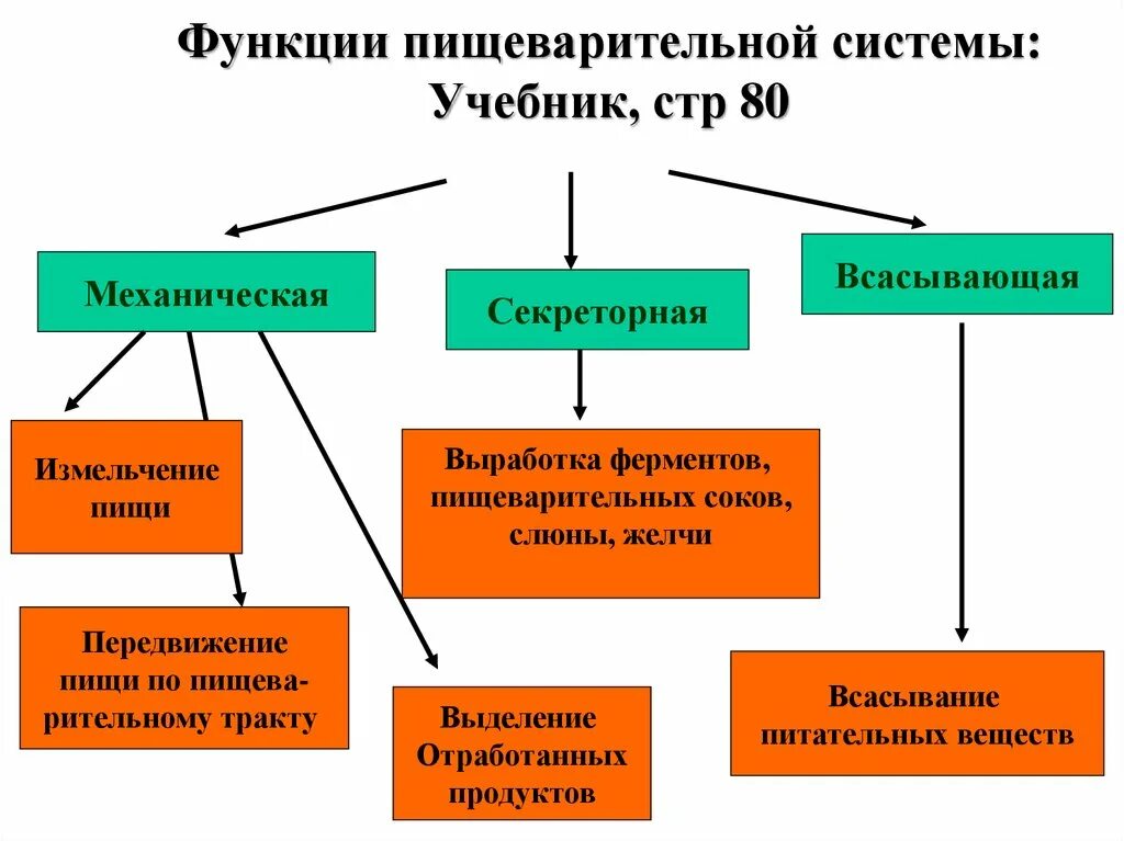 Каковы функции пищеварительной системы человека. Функции пищеварительной системы. опорный конспект пищеварительная система человека. функции пищеварительной системы животных. защитная функция пищеварительной системы.