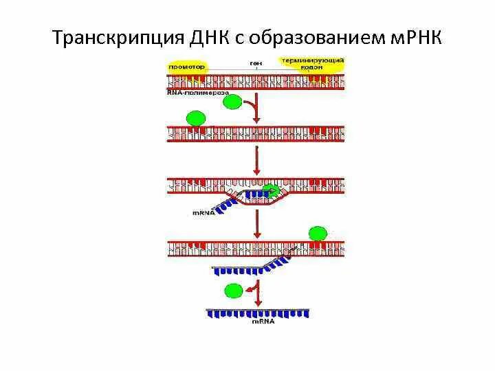 Трансляция ДНК С образованием МРНК этапы. РНК образуется в результате транскрипции. Транскрипция ДНК В МРНК. Название цепей ДНК при транскрипции.