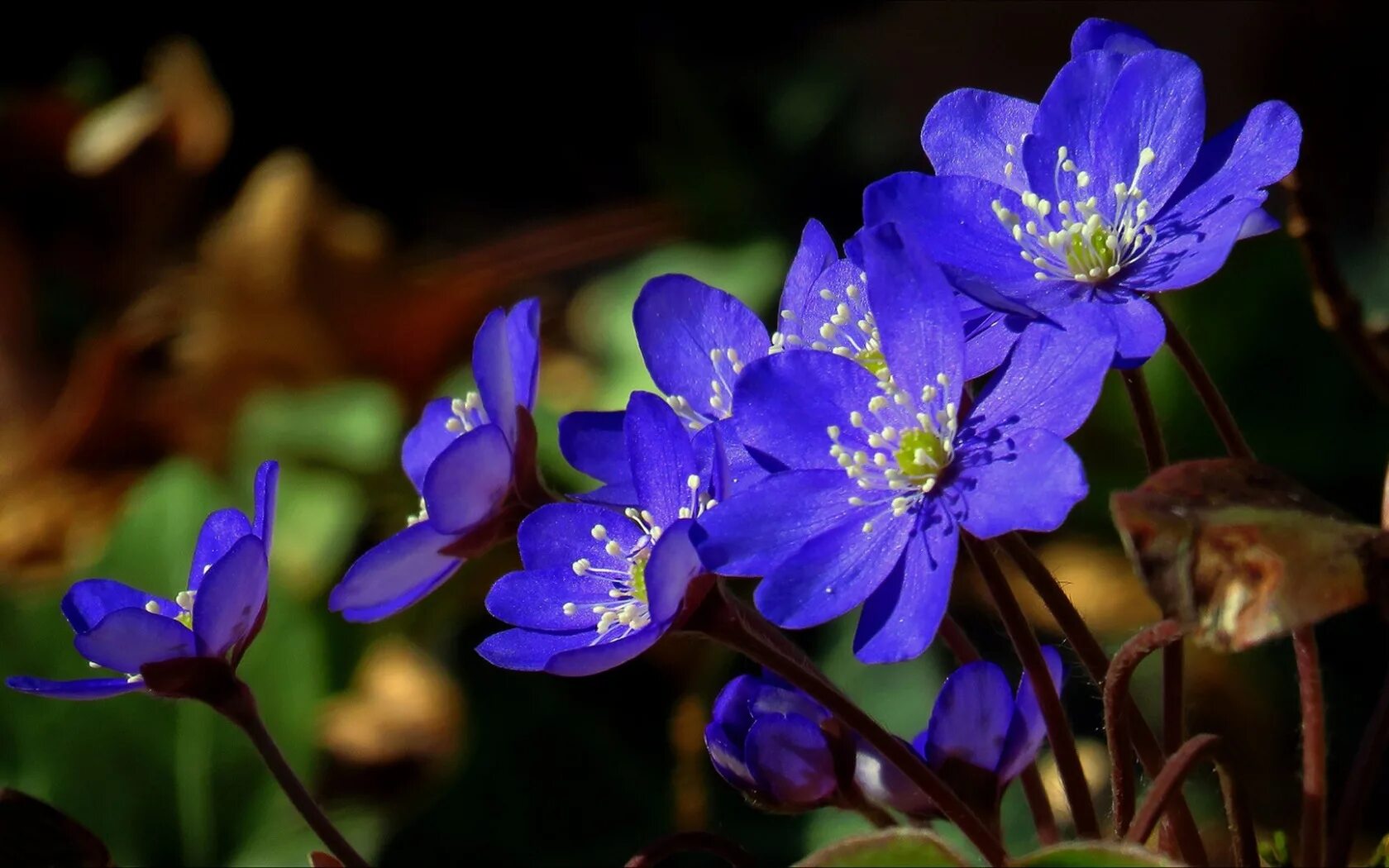 Печеночница. Печеночница благородная (hepatica nobilis). печёночница обыкновенная. печеночницы благородлная. пчёночница благодарная.
