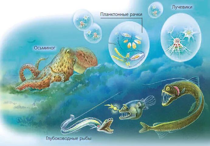 Глубоководное сообщество обитатели. Представители глубоководного сообщества. Живые организмы морей и океанов. Жители глубоководного сообщества. Жизнь в морях и океанах 5 класс