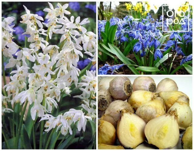 Hyacinths compact spike of flowers, 6-12 inches (15-30 cm) tall Plant hyacinth b