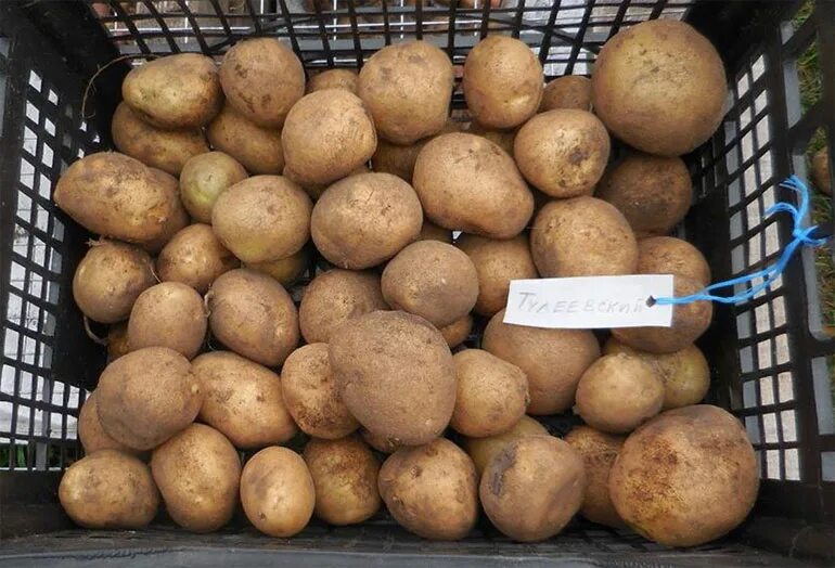 Мои любимые сорта картофеля, которые прекрасно хранятся и хороши по вкусу Записк