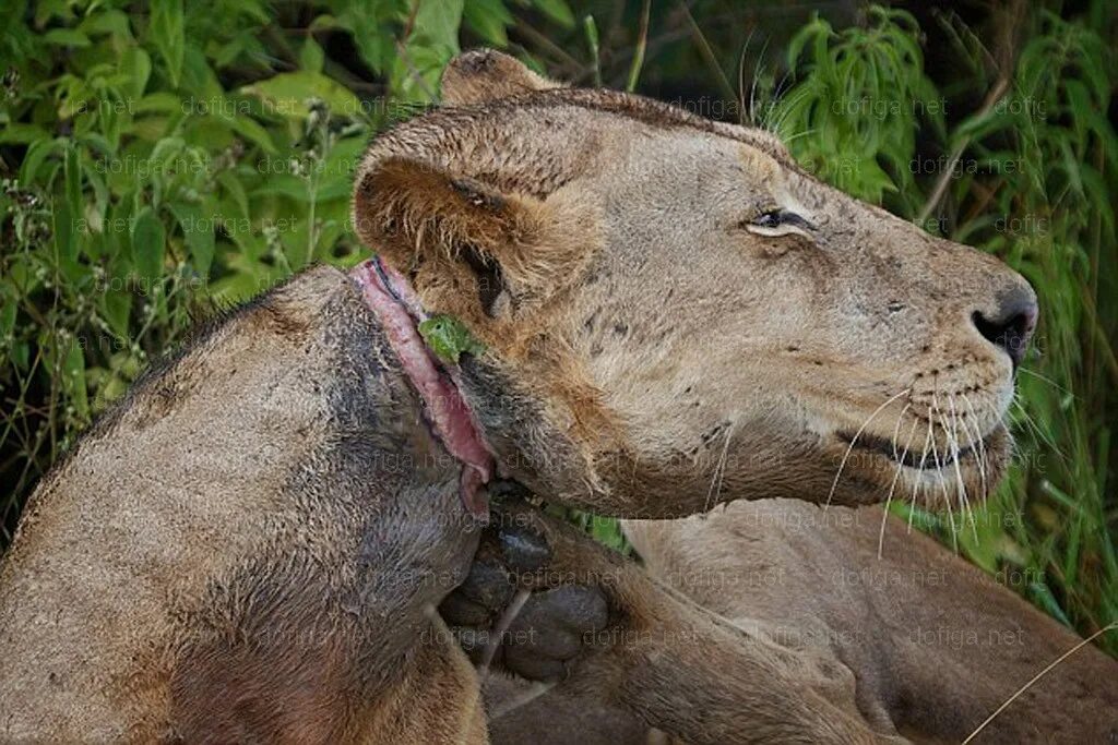как умирает левы