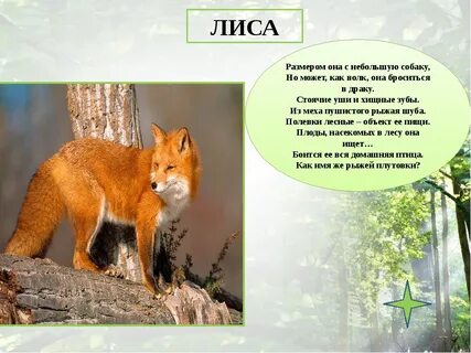 Размер лисы