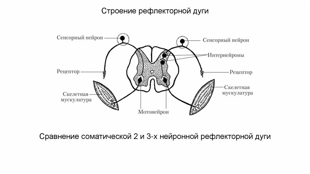 Строение рефлекторной дуги. Схема 3х нейронной рефлекторной дуги. Строение соматической 3-х нейронной рефлекторной дуги. Рефлекторная дуга 2 и 3 нейронная.