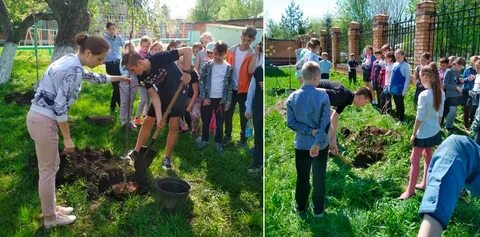 В школьном саду учащиеся обрезали сухие ветки