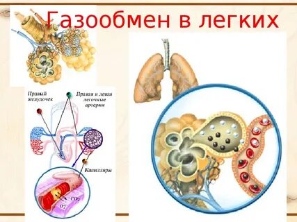 Газообмен в тканях биология 8 класс
