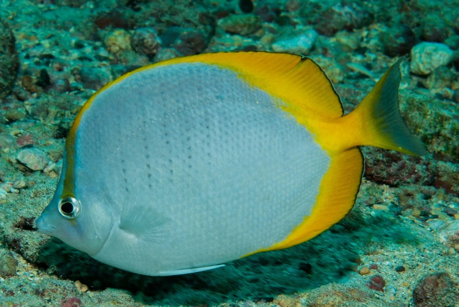 Рыба баттерфляй. Chaetodon ocellatus. жёлтая длиннорылая рыба-бабочка. chaetodon semeion. chaetodon melannotus.