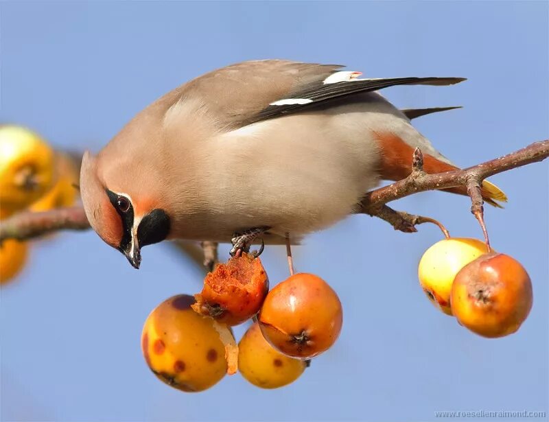 Плоды распространяемые птицами. Птицы питаются плодами. Птицы питающиеся семенами. Птицы переносят семена растений. Птицы которые едят яблоки.