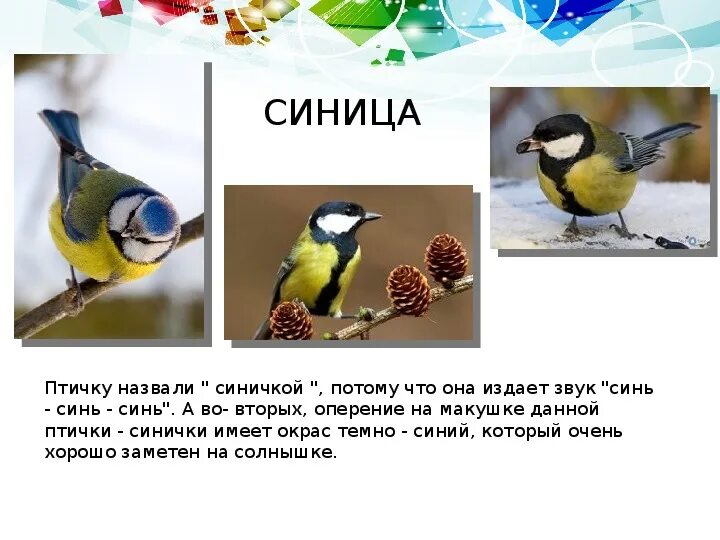 Синица звук. Какие звуки издает синица. звук который издает синица. синичка звук. синица птица какие издает звуки.