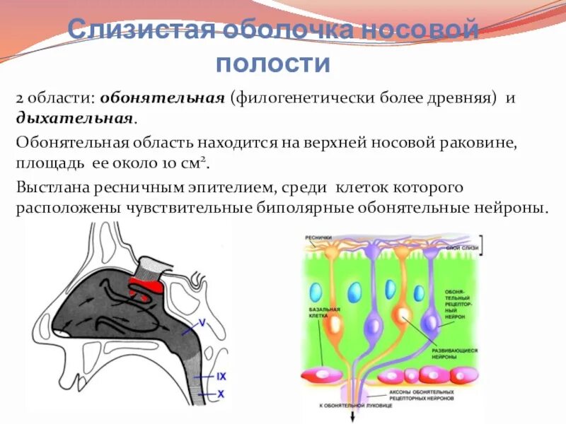 Обонятельная и дыхательная области носовой полости. Обонятельная и респираторная области полости носа. Носовая полость дыхательная область. Полость носа обонятельная и дыхательная области. Обонятельная зона расположена