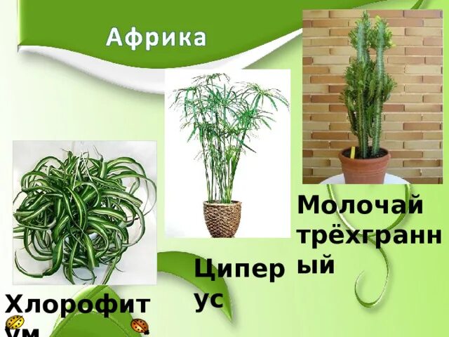 Презентация декоративное цветоводство 7 класс. Растение. декоративные растения презентация. комнатные растения 1 класс. декоративное цветоводство.