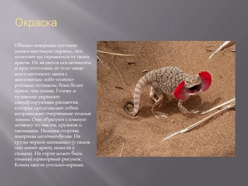 Сообщение о животном пустыни. Описание ящерицы круглоголовки. рассказ про ушастую круглоголовку. ящерица круглоголовка сообщение 4 класс. сообщение о ушастой круглоголовки 4 класс.