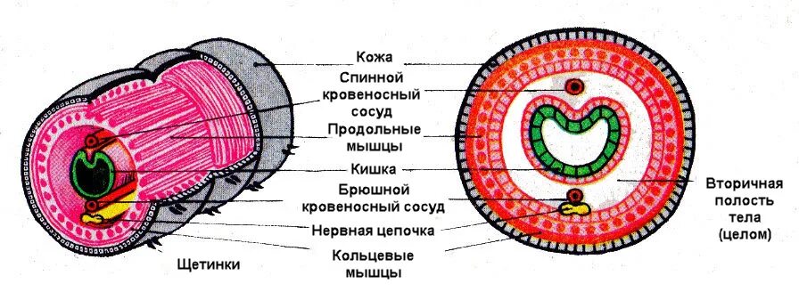 Кольцевые черви полость тела. Кольчатые черви строение. Внутреннее строение кольчатых червей. Внутреннее строение дождевого червя. Строение стенки тела дождевого червя.