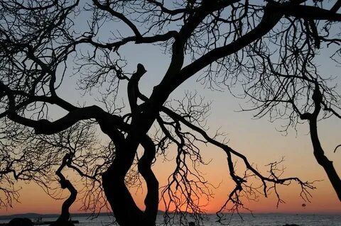 Bare trees