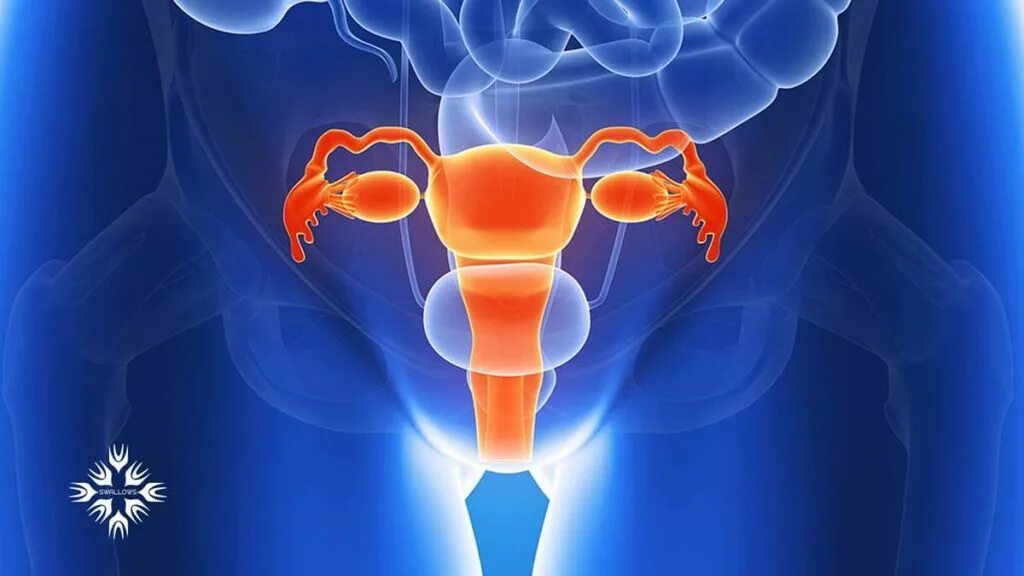 Большие внутренние половые. Женская репродуктивная система анатомия. Воспалительные заболевания женской репродуктивной системы. Здоровая репродуктивная система. Воспалительные заболевания женских половых органов.