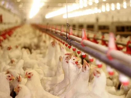 Poultry farming