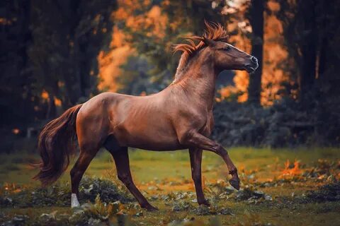 160 Best Photos of Horses.