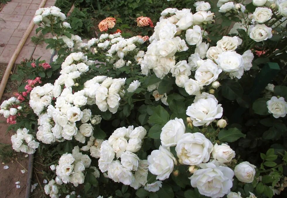 Ля неж. Роза сур ла неж. Зефир лянеж нева. Зефир лянеж 260г. Ля неж.