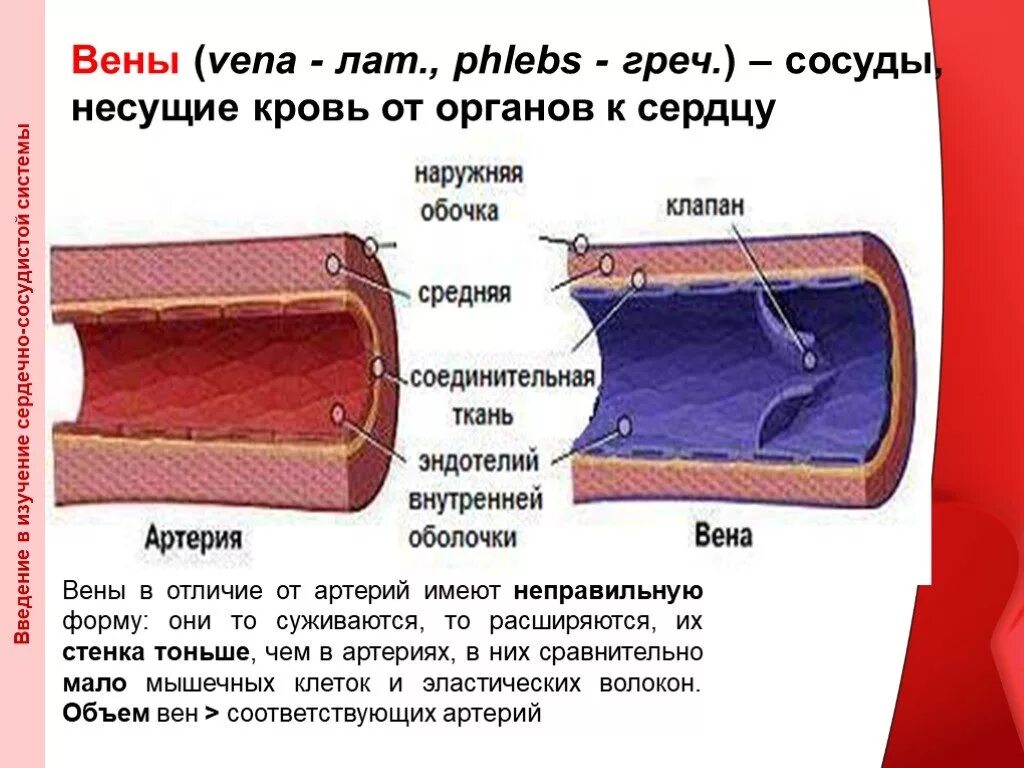 Артерии и вены различия в строении. Отличие строение стенки вен от артерий. Вены артерии сосуды отличие. Строение вен в отличии от артерий. Стенки артерий и вен имеют