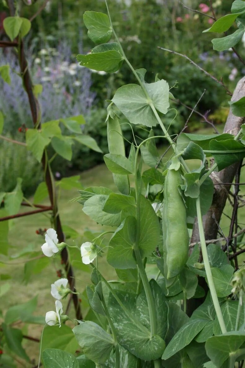 Pisum sativum - горох посевной. Горох Альдерман. Горох Панша. Горох какирастет?. Как рос горох