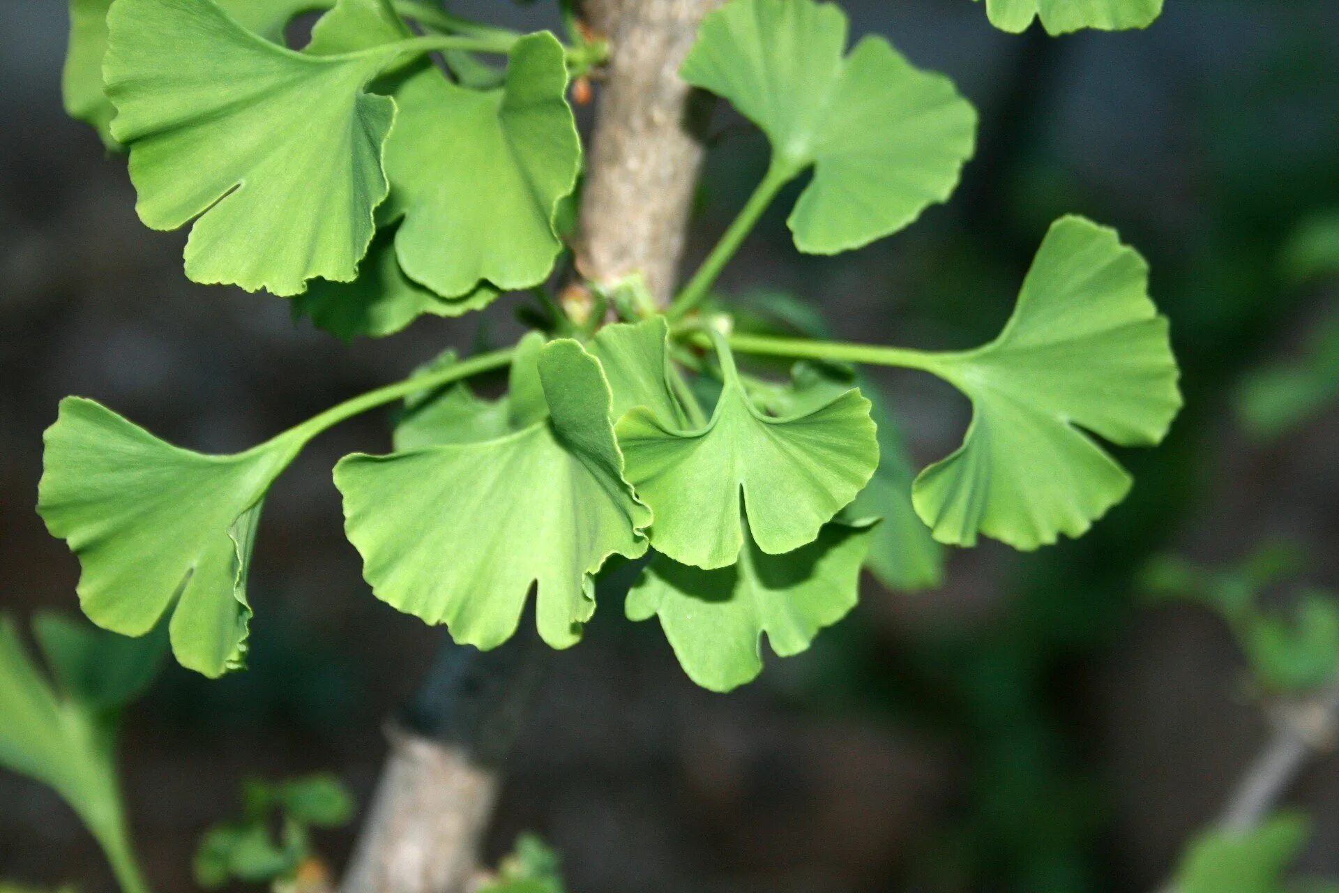 Году гинкго. Гинкго билоба двулопастный. гинкго двулопастный (ginkgo biloba). гинкго дерево. гинкго билоба дерево.