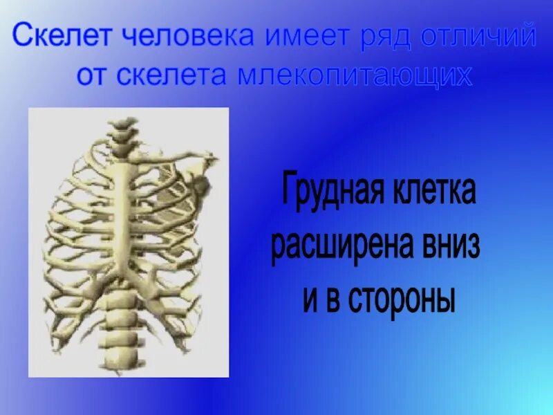 Отличие скелета человека от млекопитающего. Грудная клетка расширена в стороны. Грудная клетка человека и млекопитающих. Скелет грудной клетки млекопитающих. Отличие скелета человека от млекопитающих.