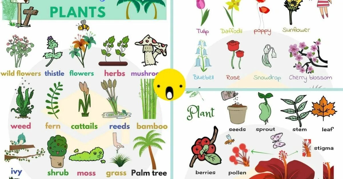 Plants kinds. Растения на английском. Растения на английском для детей. Названия цветов растений. Названия растений на английском.