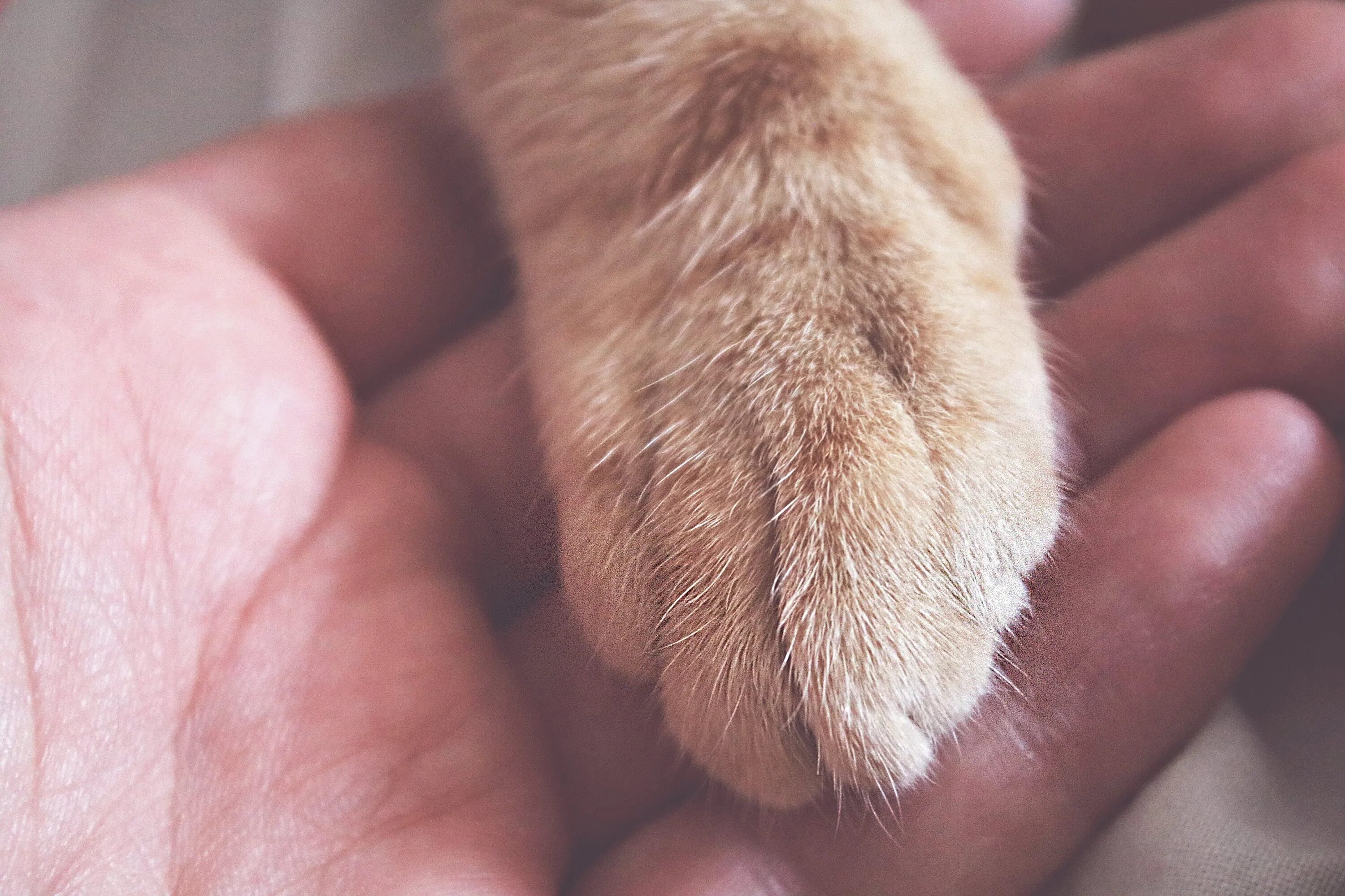 Лапа устроила тройничек. Кошачья лапка. Кошачья лапа в руке. Лапа кота и человека. Лапа кота и рука человека.