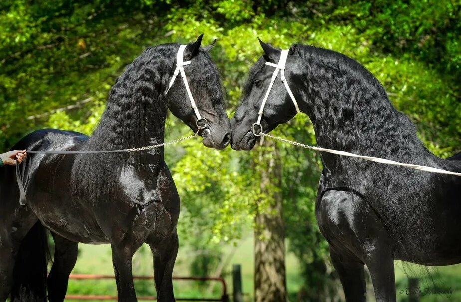 Фризы windows. Пара лошадей. Красивые лошади. Очень красивые лошади. Две лошади.